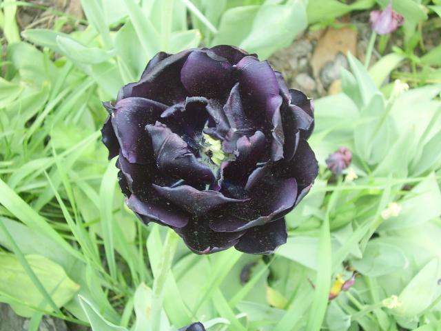 tulipan moje naj - czarny-tulipan_1706_296.jpg