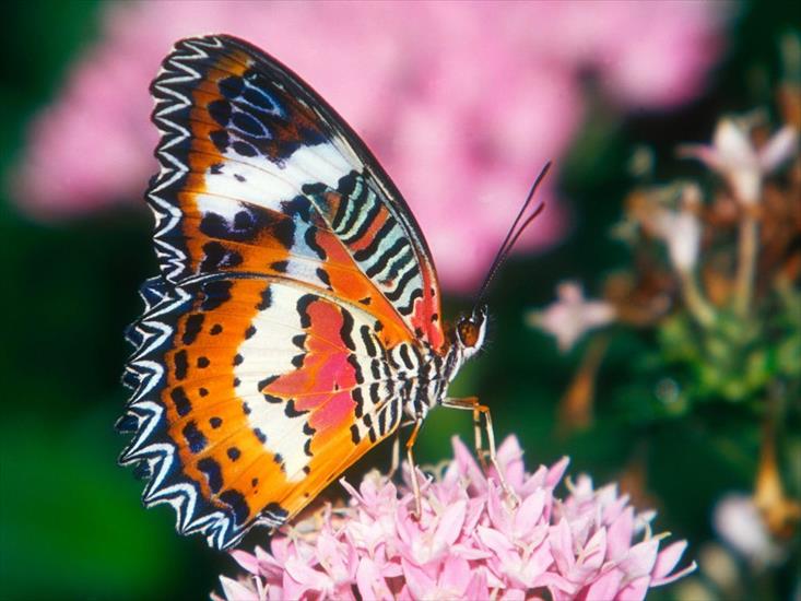 Piękne motyle - n ...jpg