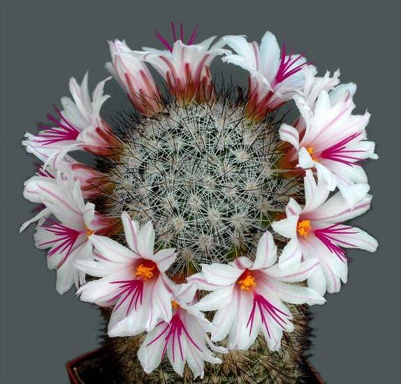 Kwitnące kaktusy - Imagen27.jpg