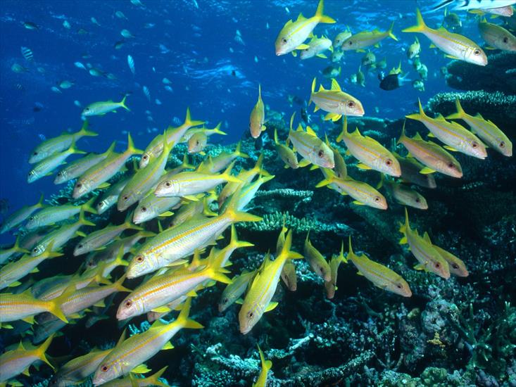 Życie w oceanie - Yellow Goatfish, Great Barrier Reef, Australia.jpg