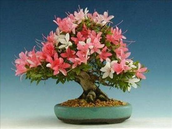 Drzewka Bonsai - Drzewko bonsai.jpeg