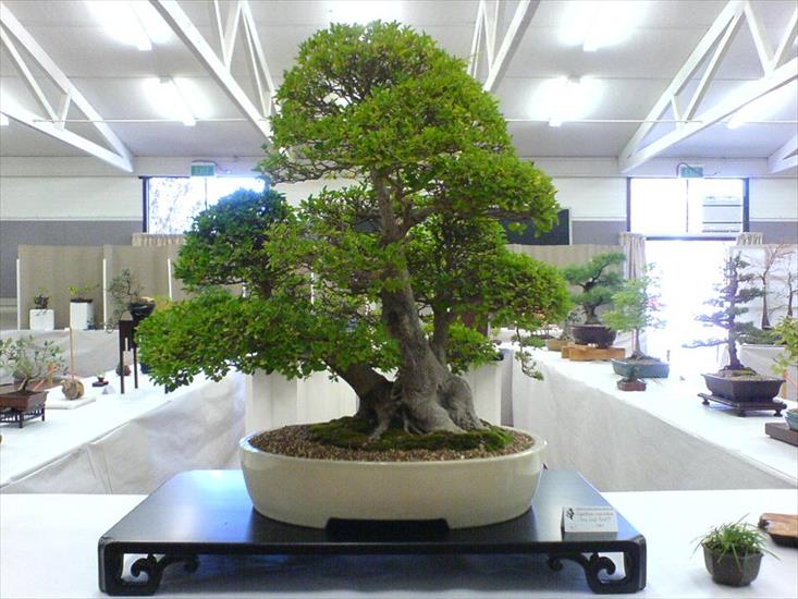 Drzewko Bonsai - bonsai1.JPG