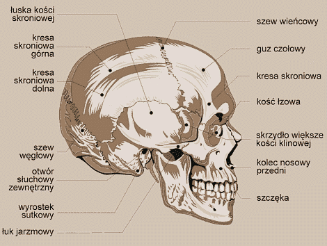 czaszka i kręgosłup - czaszka2.PNG