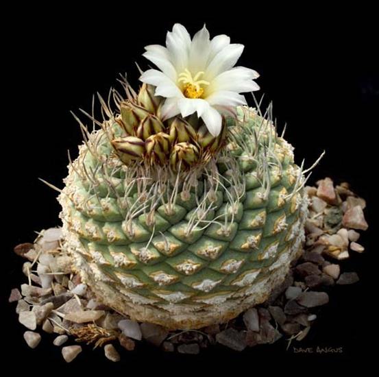 Kwitnące kaktusy - Strombocactus disciformisB1.jpg