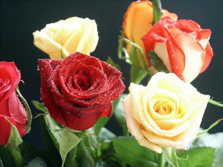 3 róże - roze4.jpg