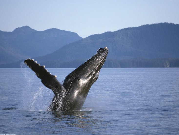  Animals part 2 z 3 - Humpback Whale, Alaska.jpg