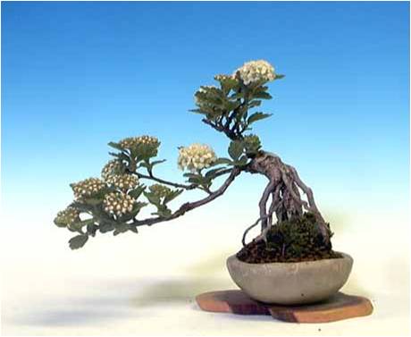 Bonsai2 - drzewko-0.jpg