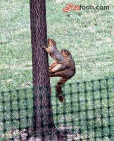 SEX ANIMACJE - squirrels05.gif